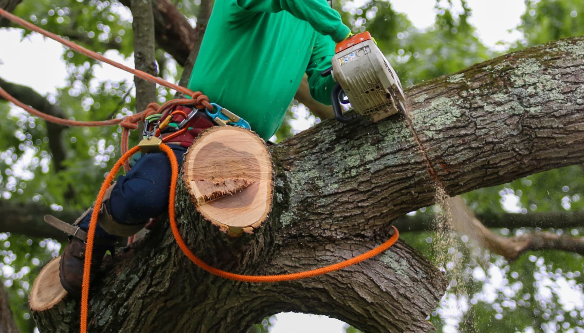Shed your worries away with best tree removal in Boston